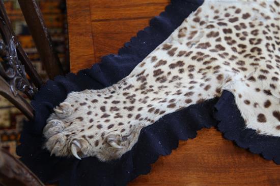 An early 20th century leopard skin rug by Van Ingen & Van Ingen, Mysore, overall length 8ft 2in.